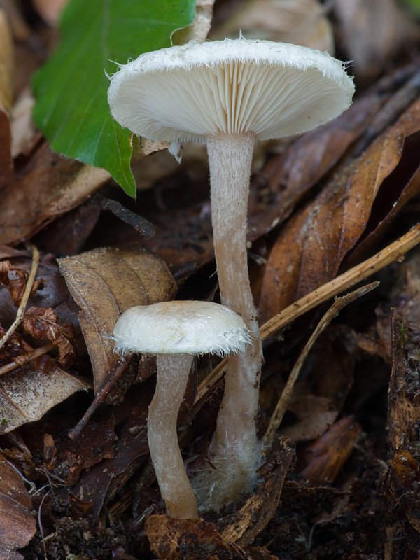 Ripartites tricholoma